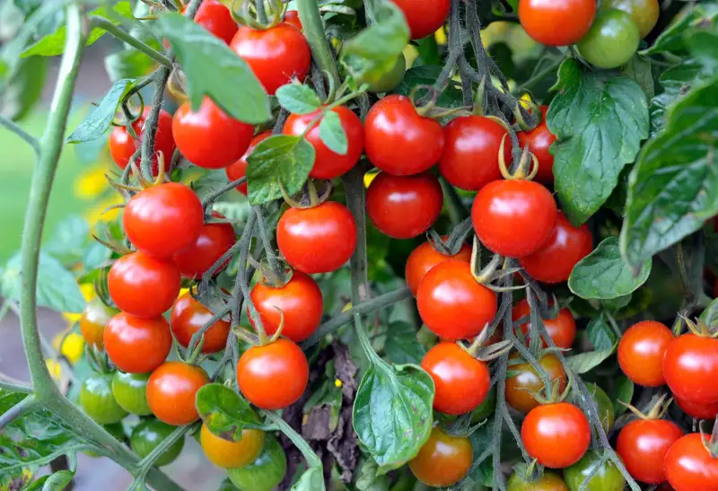 How to Grow Cherry Tomatoes in Pots