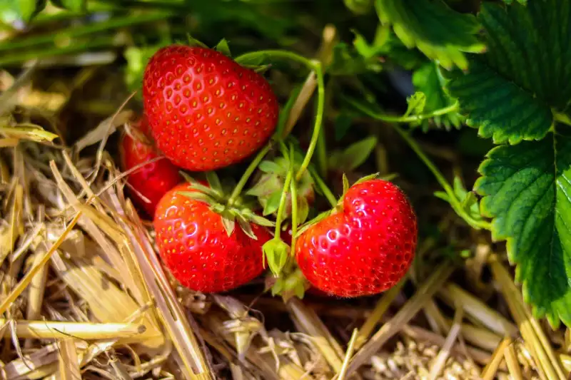 How to Grow Quinault Strawberries From Seed