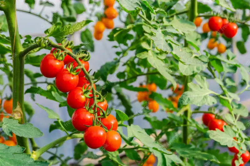 How to Harvest and Store Cherry Tomatoes