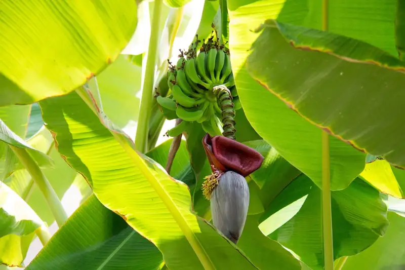 How to Make Banana Tree Grow Faster