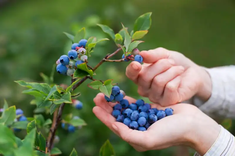 How to Pick Blueberries Perfectly