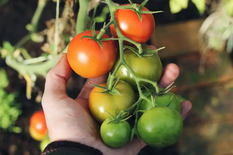 How to Tell When Tomatoes are Ready to Harvest