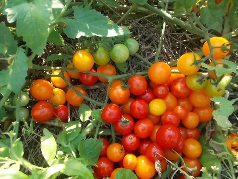 How to choose the best tomato seeds to grow