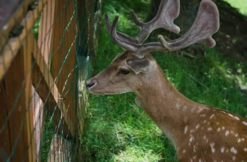 How to keep deer away from eating tomatoes