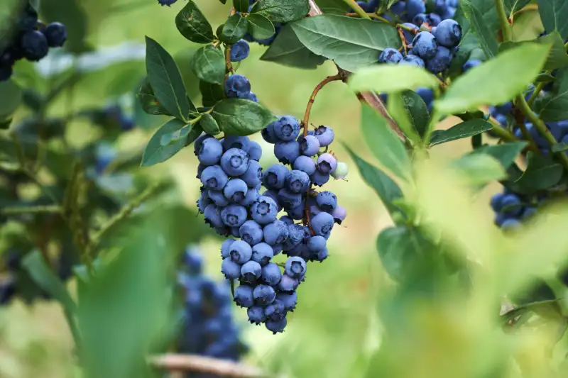 Ideal Growing Conditions for Blueberries