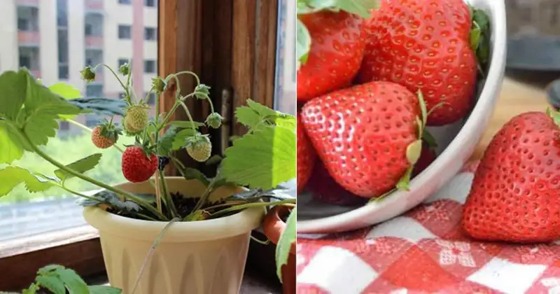 Ideal Growing Conditions for Strawberries
