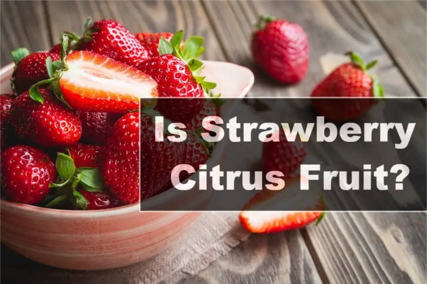 Is Strawberry Citrus Fruit