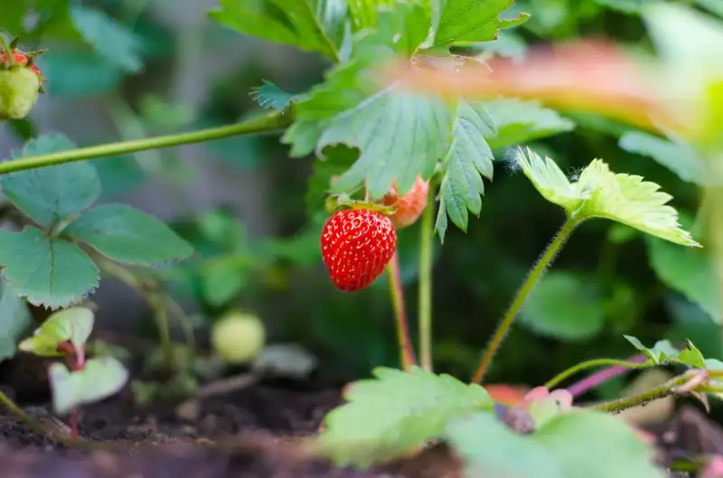 The Basic of Strawberry
