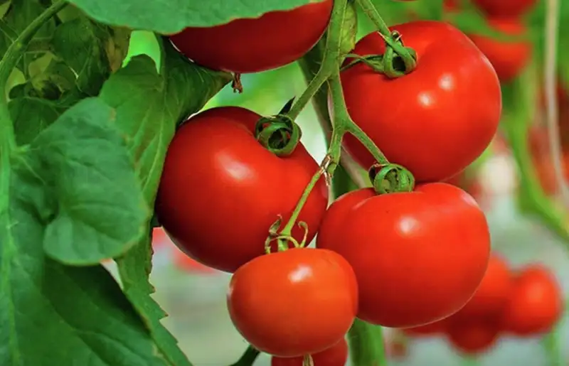 Methods to Help Tomatoes Withstand the Sun