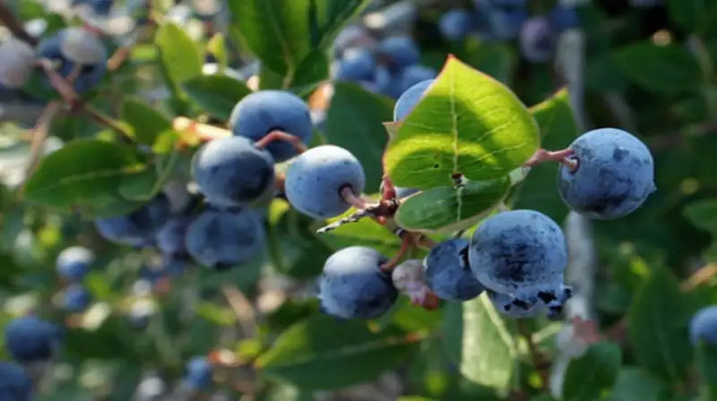 Nutrients Value In Blueberries