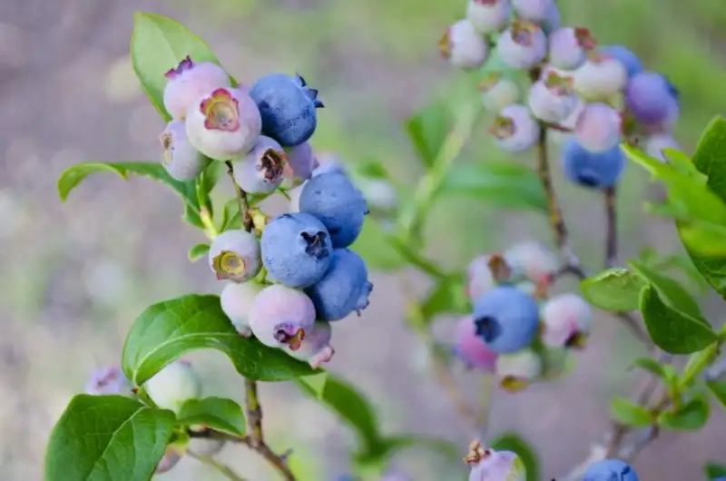 Plant Blueberries