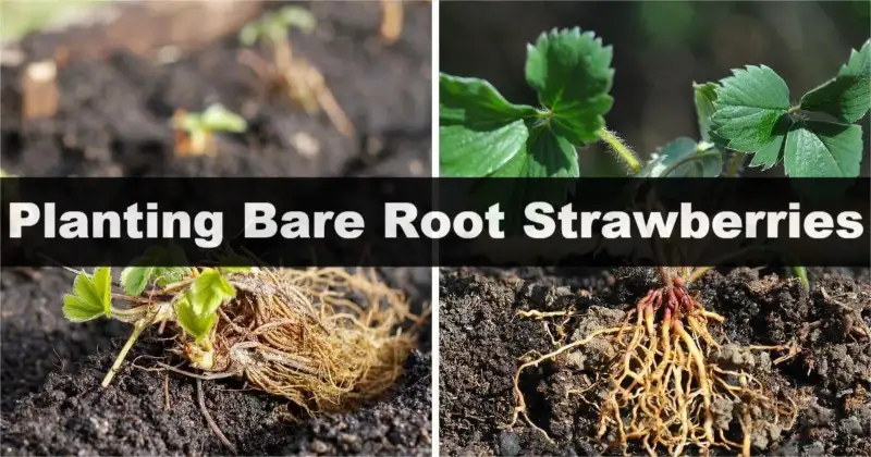 Planting Bare Root Strawberries