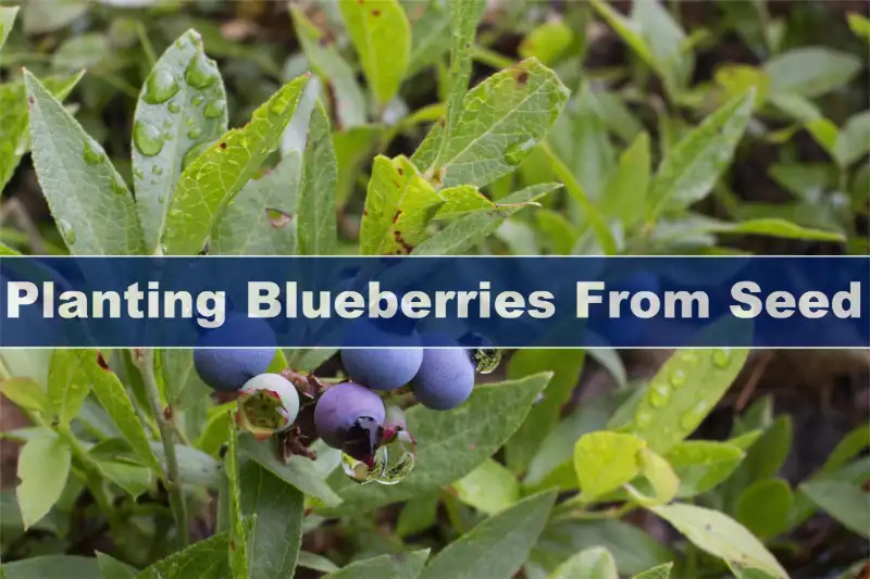 Planting Blueberries From Seed