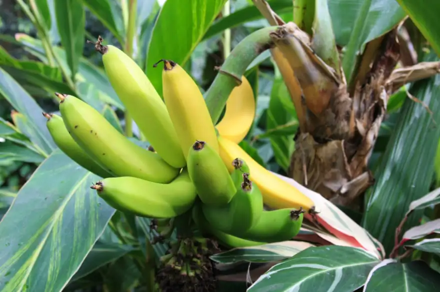 Pruning Banana Trees