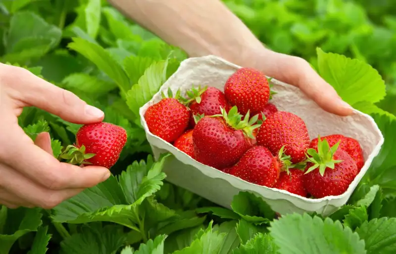 Quinault Strawberries Brief Introduction