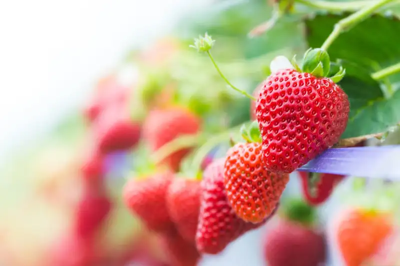 Requirements and Supplies for Growing Strawberries Indoors