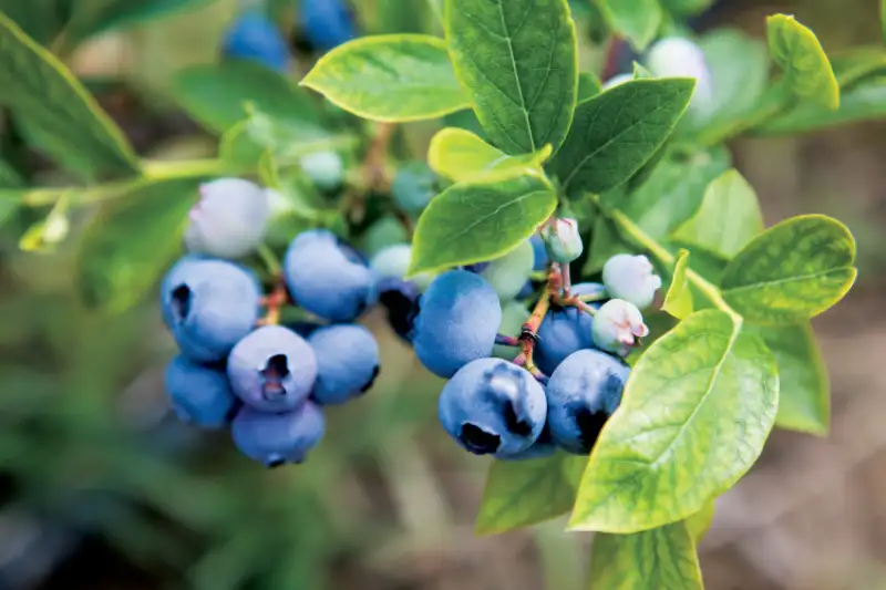 Steps of Planting Blueberries from Seed