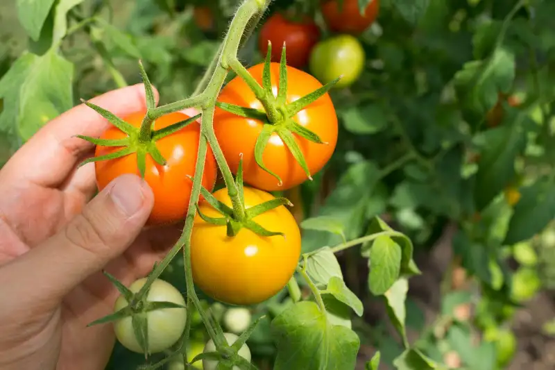 Strategies for Harvesting Tomatoes