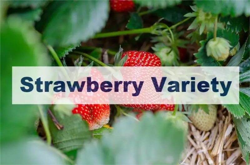 Strawberry Variety