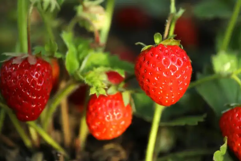 The Basics of Bare Root Strawberries