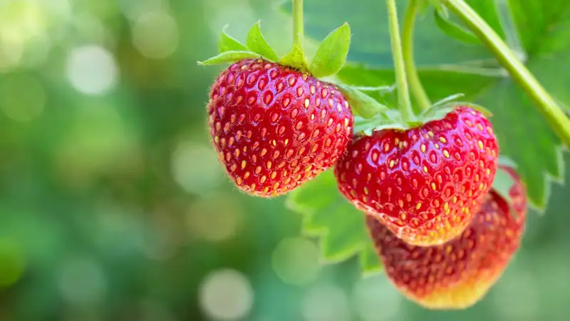 The Best Time to Plant Bare Root Strawberries