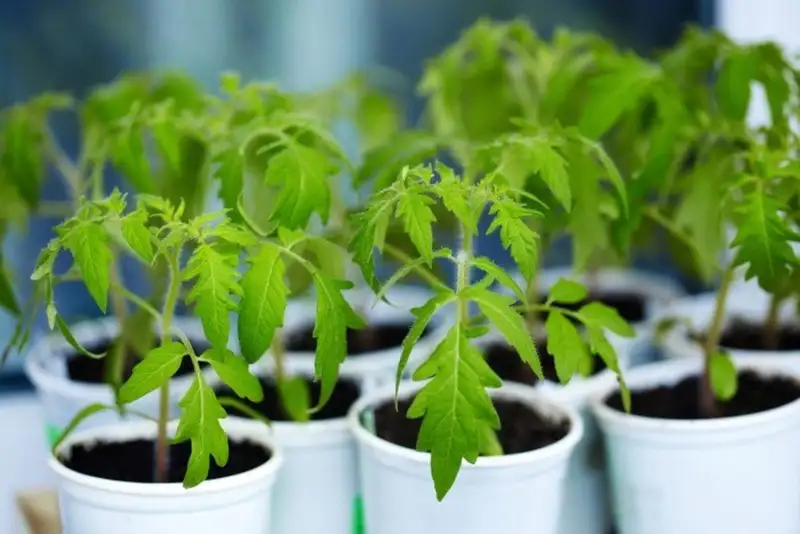 The best time to transplant tomato seedlings outdoors