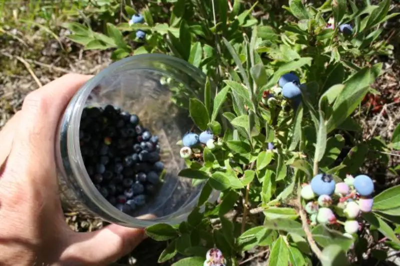 Tips for Storing Fresh Blueberries