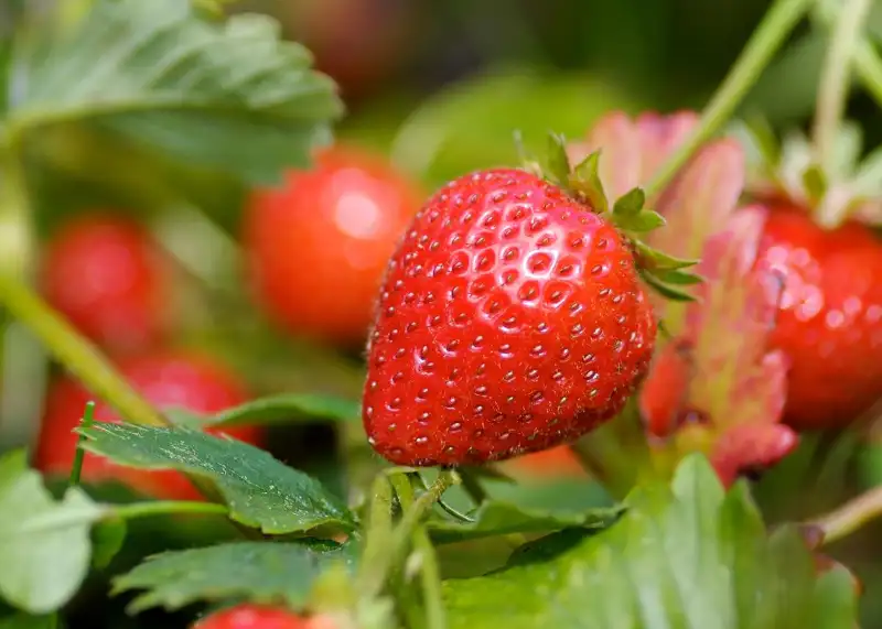 Tips to Choose Good Strawberry
