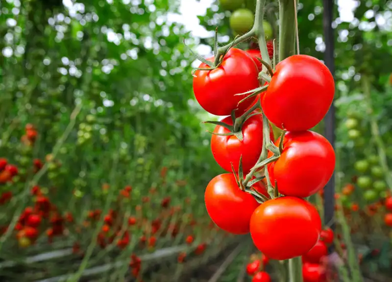 Tips to Increase Tomato Production
