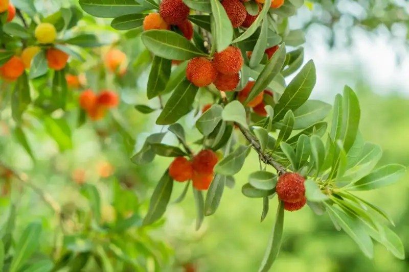 Top species of strawberry trees