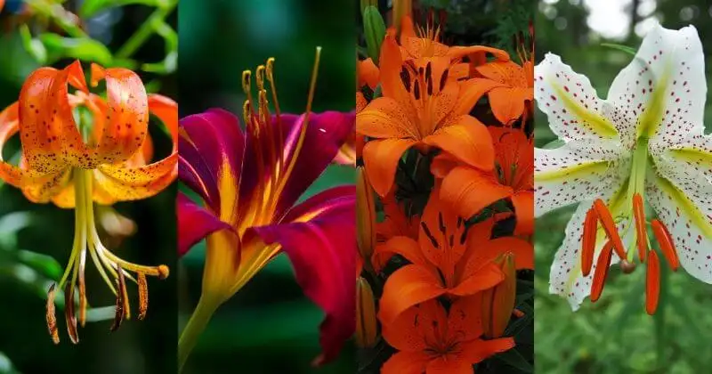 Types Of Lilies