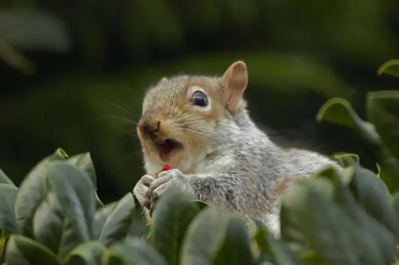 Ways to Keep Squirrels From Eating Blueberries