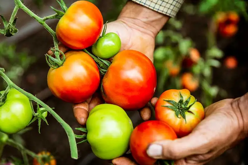 What Factors Impact Tomatoes Yield