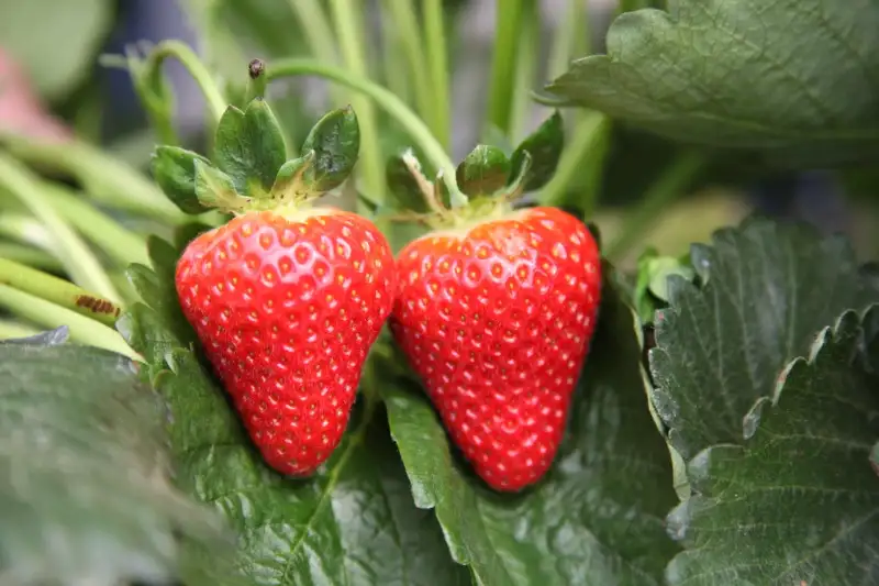 What Makes Strawberries Different