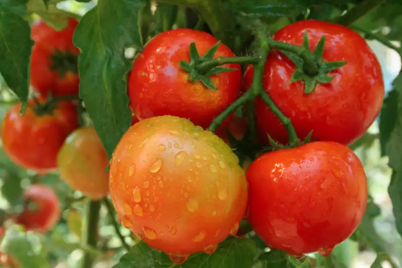 What are the ideal conditions for tomatoes to grow