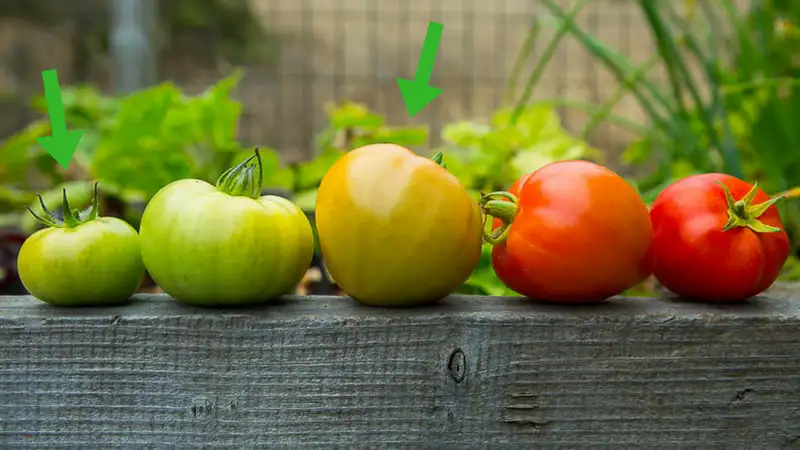 What are the tomato ripening stages