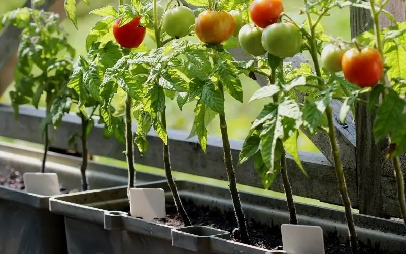 What's the Best Type and Size of Container for Cherry Tomatoes
