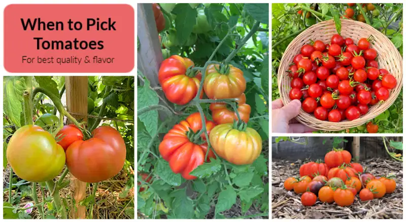 When To Pick Tomatoes