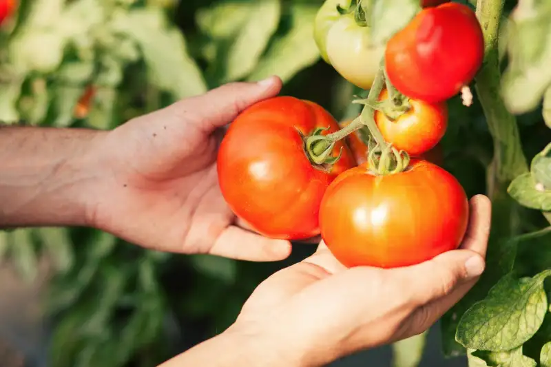 When To Pick Tomatoes
