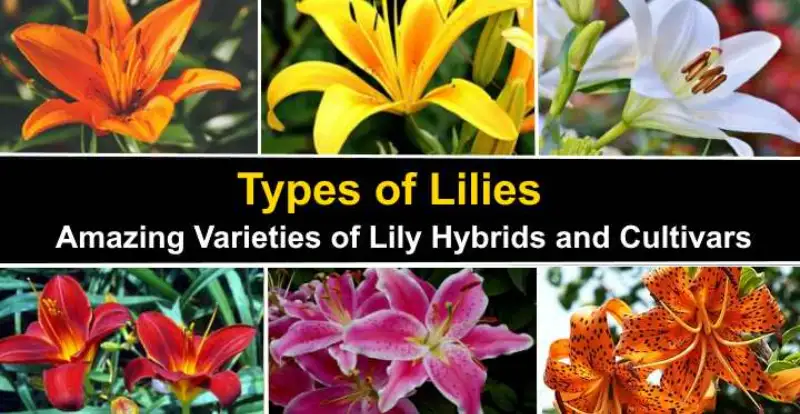 Types Of Lilies