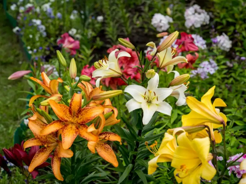Why are there so many different types of lilies