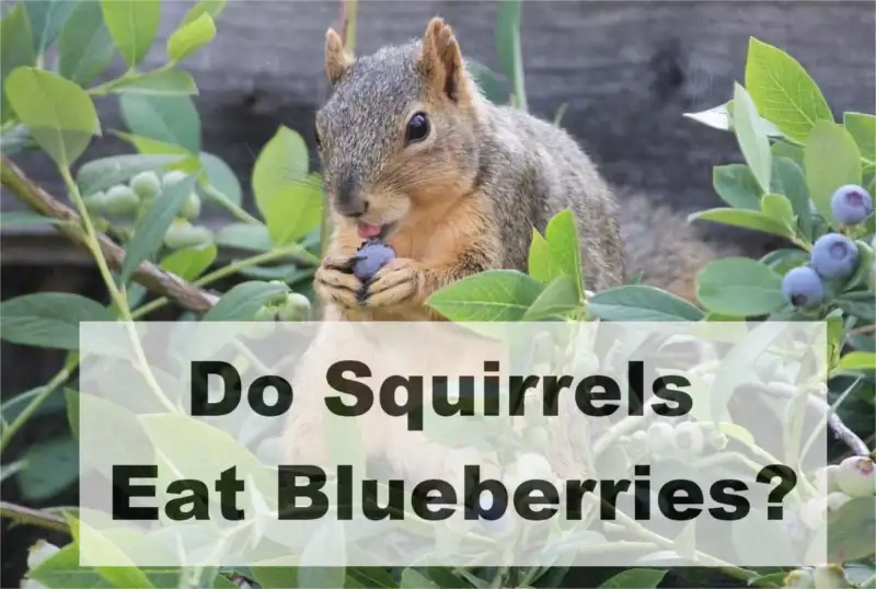 Do squirrels eat blueberries