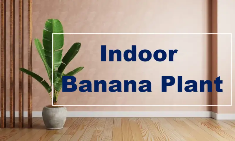 indoor banana plant