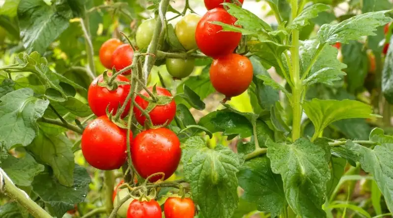 When to plant tomatoes