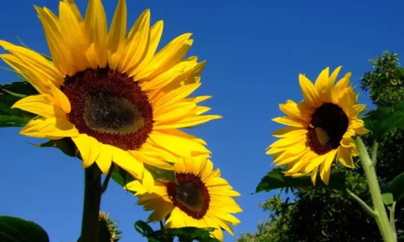 Benefits of Growing Perennial Sunflowers