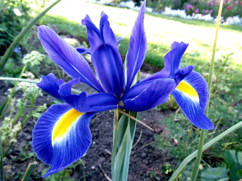Blue Star Iris