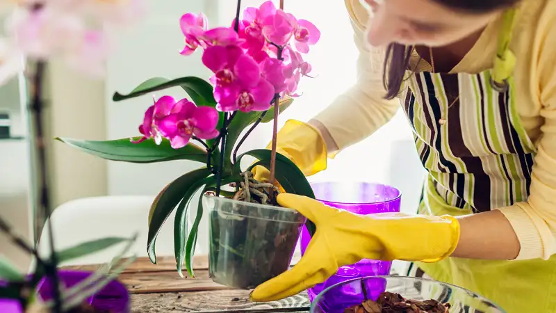 Care Tips for Orchid Plants