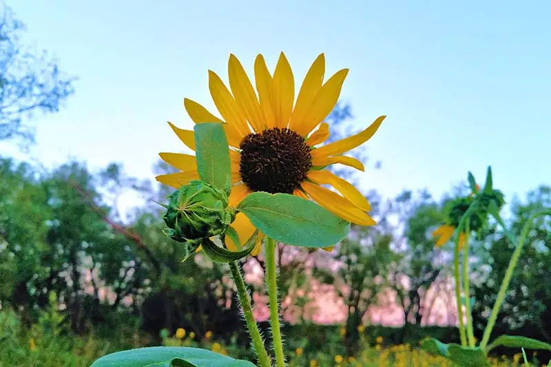 Care Tips for Perennial Sunflower