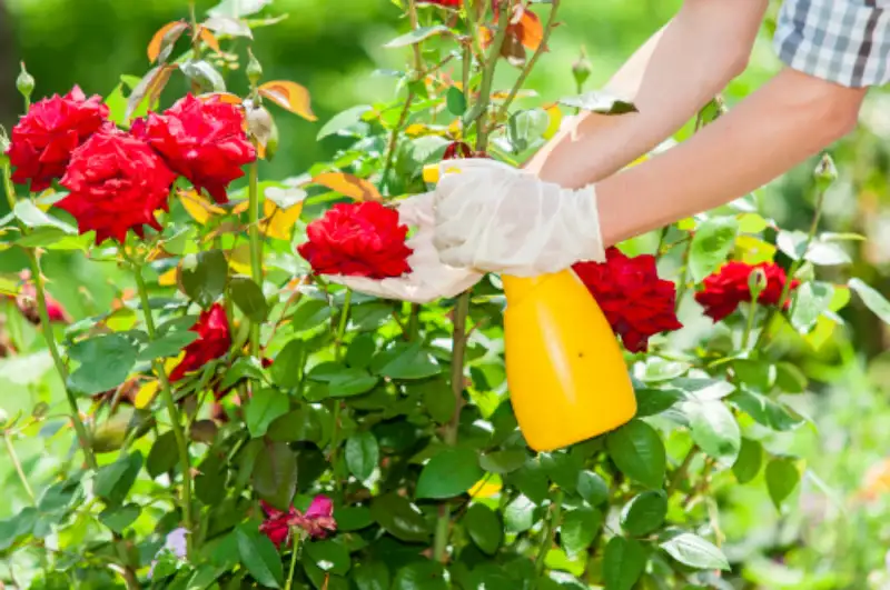 Care Tips for Rose Plants