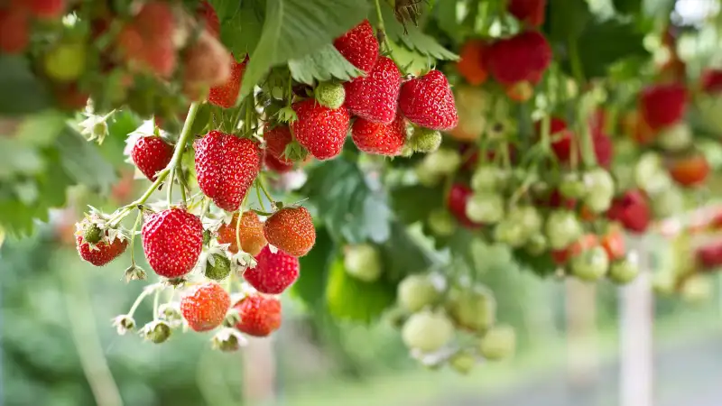 Characteristic of Hanging Strawberries